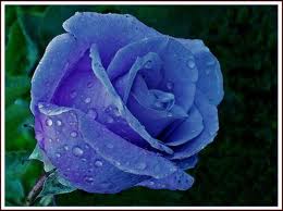 Confidences pour une Rose bleue Rose_b10