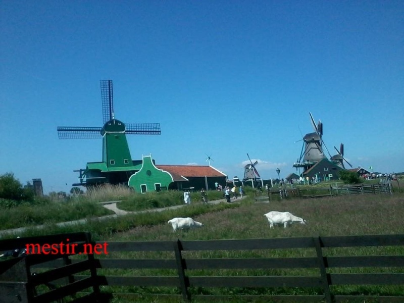  ZAANSE SCHANS [ Holland ] Zaans310