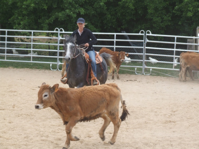 équitation de travail / tri de bétail - Page 2 22003810