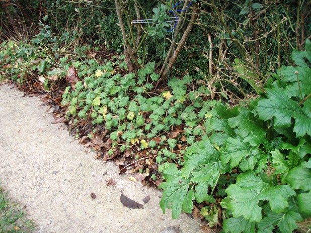je cherche quelque plantes vivaces Macror10