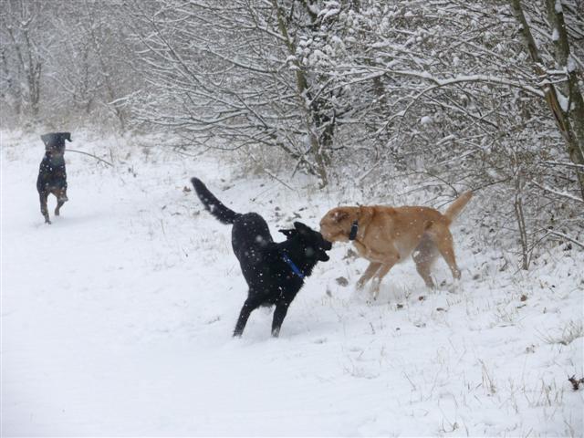 mes chiennes mardi pendant la neige Cayen132