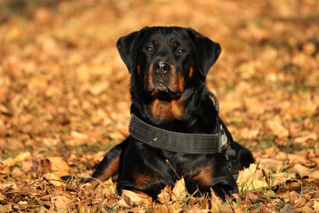 Votre RottWeiler - Page 2 Img_1310