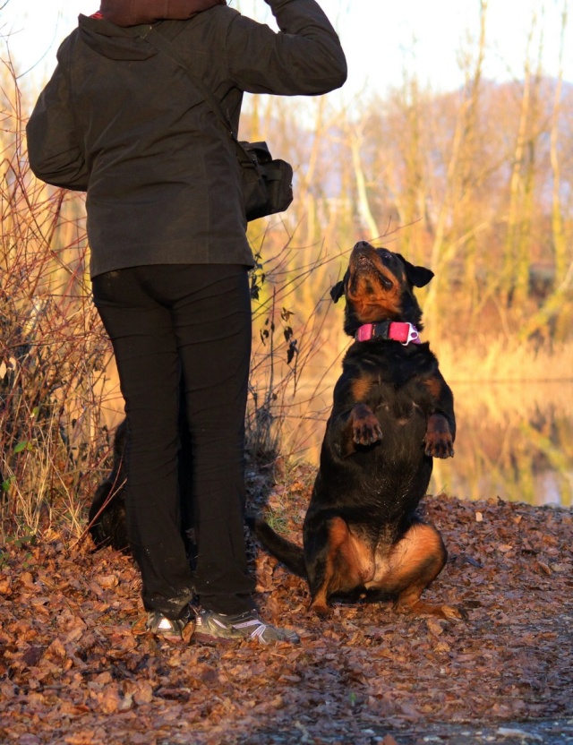 Votre RottWeiler - Page 2 Img_1410