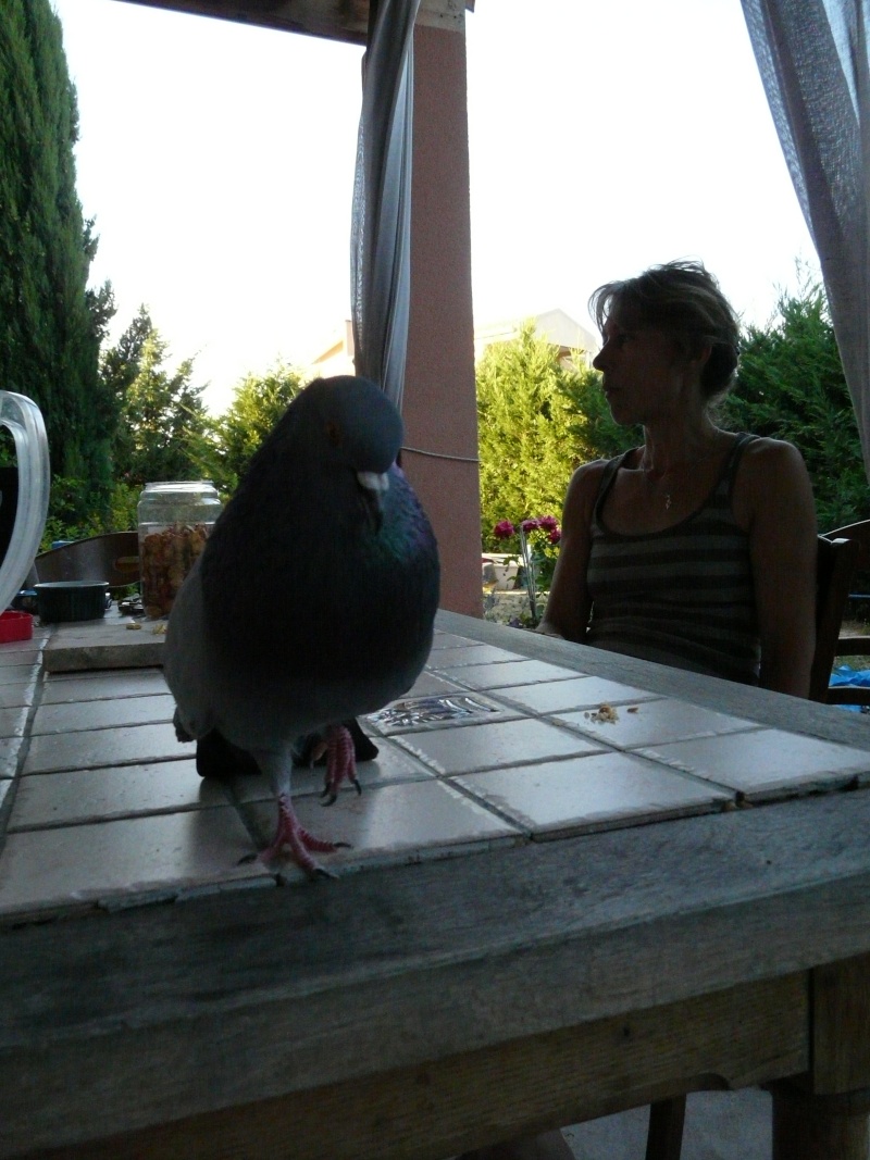 Mon pigeon 00310