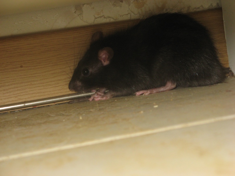 Suivi du raton trouvé dans le 91 00810