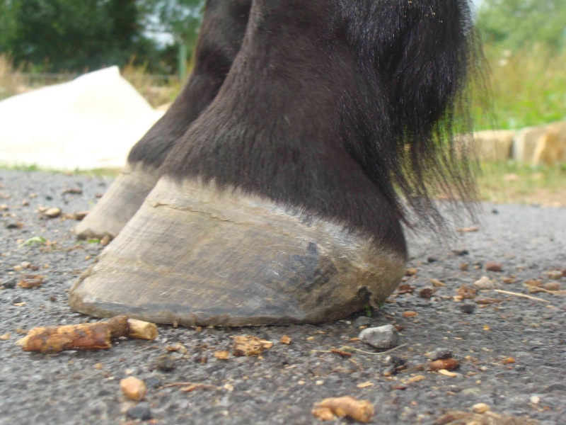 Pieds d'Indigo Dsc01411