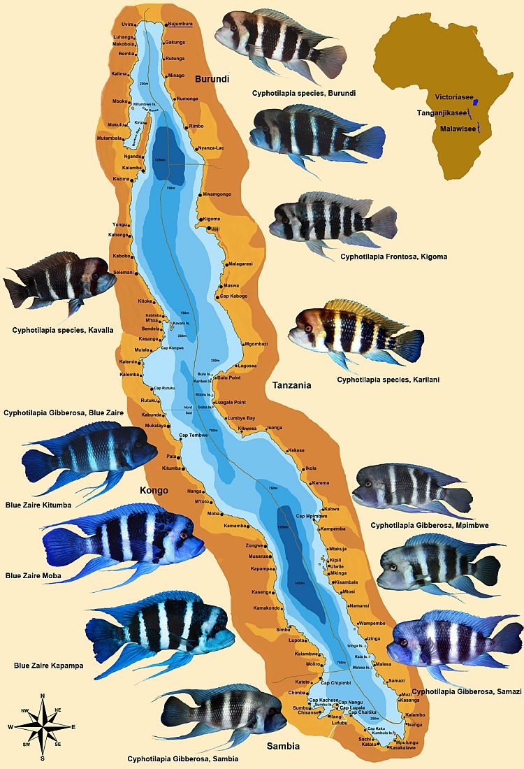 Présentation Cyphotilapia gibberosa & Frontosa Carte_11