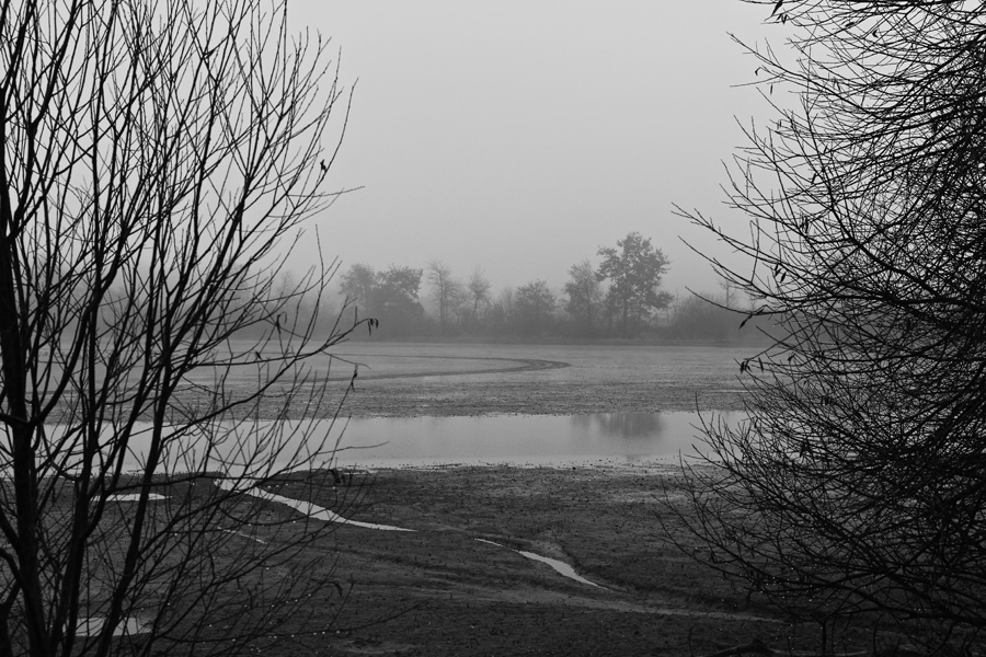 Brouillard sur les tangs des Dombes  Img_6319