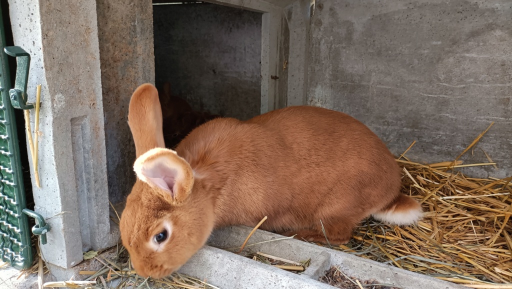 Les lapins de MikA - Page 3 Img20216