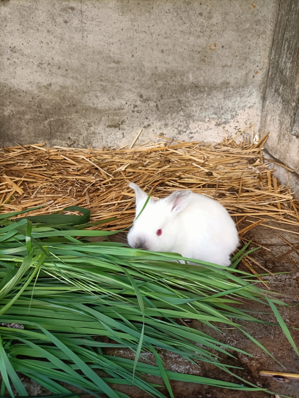 Les lapins de MikA - Page 2 Img20247