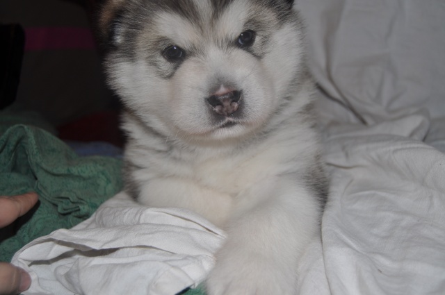 Chiot malamute d'alaska LOF - Ice Age des larmes du Mendenhall Dsc_0215