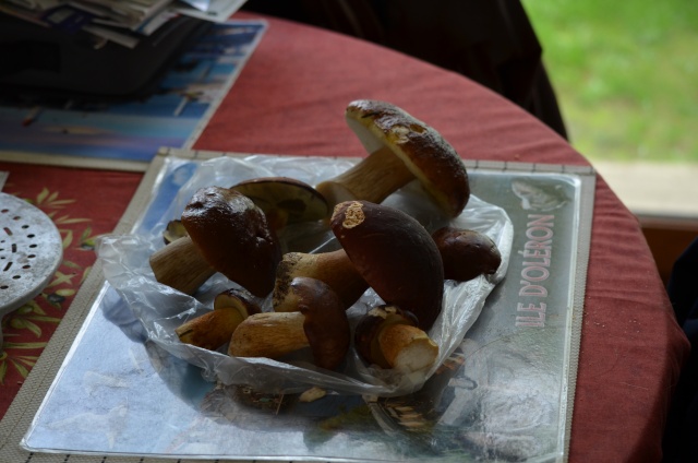 Et les champignons alors.... - Page 2 Dsc_0010