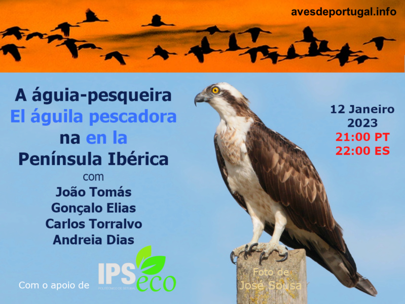 Webinário: "A águia-pesqueira na Península Ibérica" Cartaz22