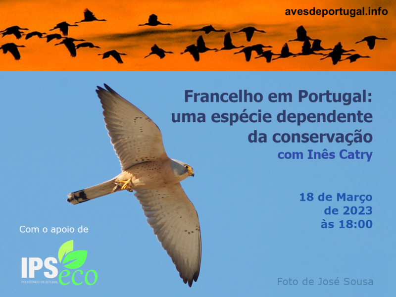 Webinário "Francelho em Portugal, uma espécie dependente da conservação" Cartaz32