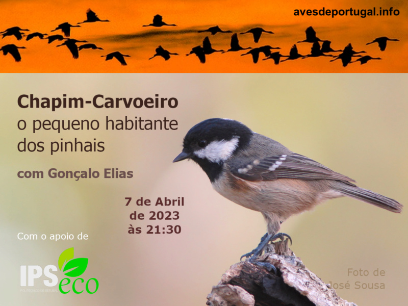 Webinário: "Chapim-carvoeiro, o pequeno habitante dos pinhais" Cartaz33