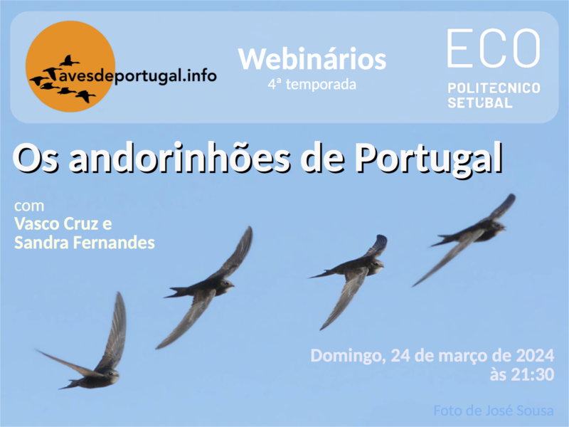 Webinário: "Os andorinhões de Portugal" Cartaz55