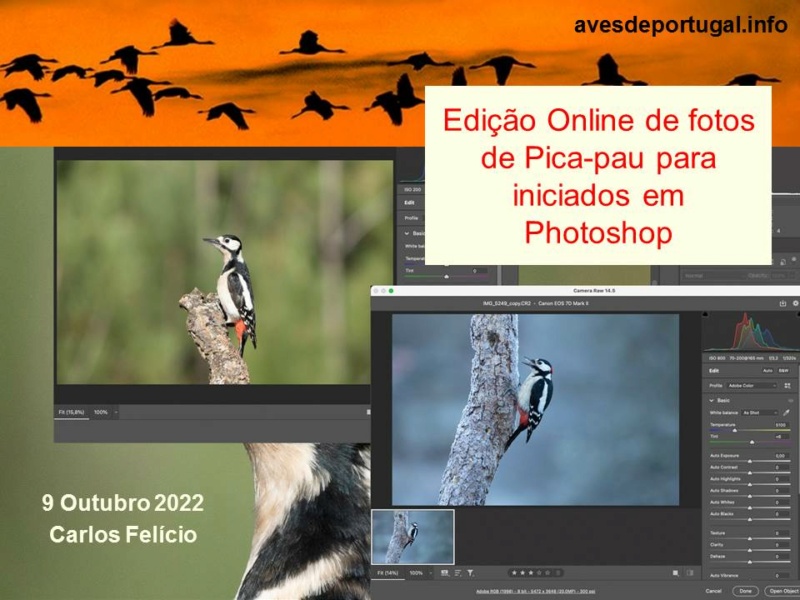 Webinário: Edição Online de fotos de Pica-pau para iniciados em Photoshop Edicao10