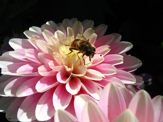 agir pour les abeilles Autres10