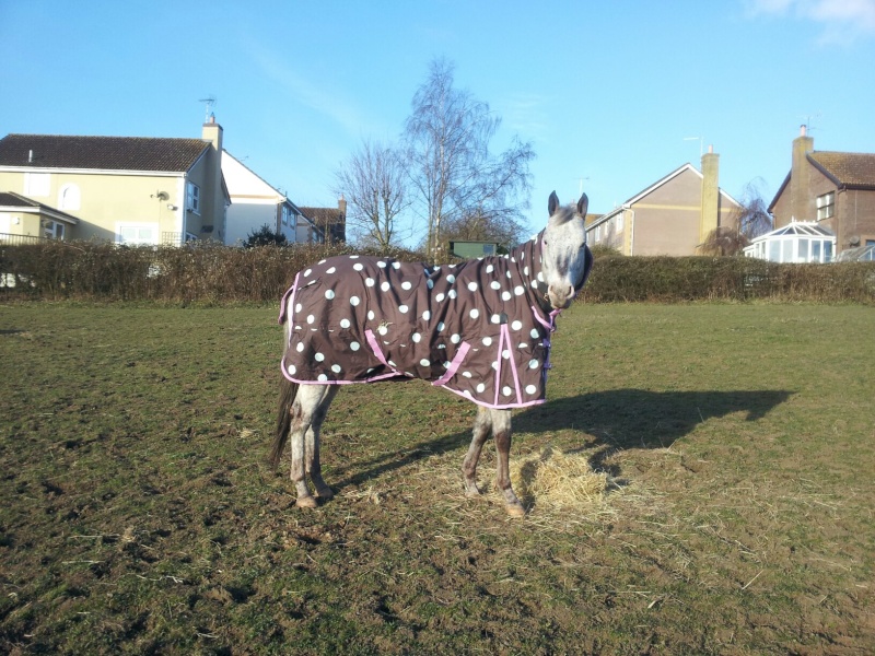 Couverture imperméable pour cheval pas en état? Help! - Page 3 89156210