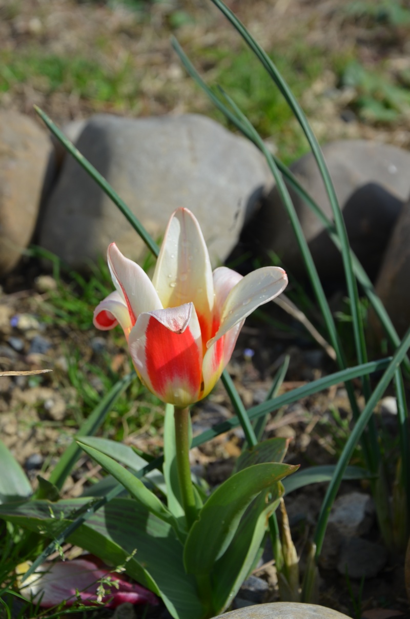 tulipes....Beautees de printemps Dsc_0413