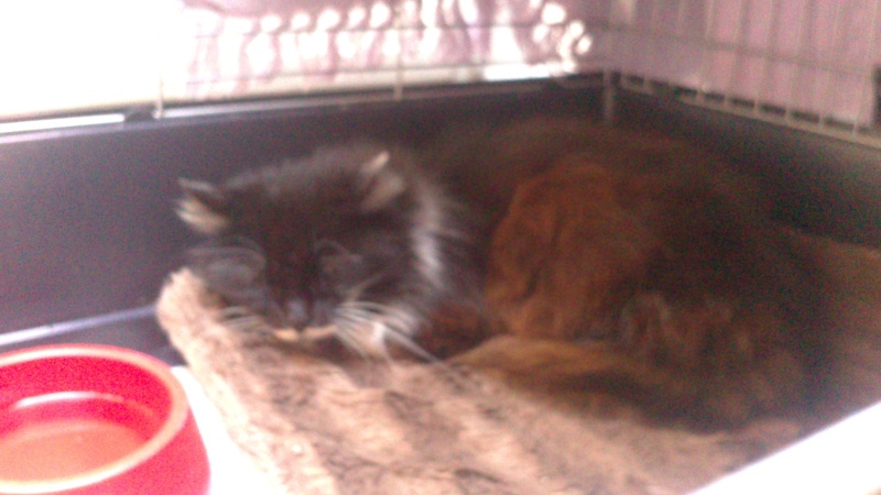 Nos chats de 2014 Dsc_0110