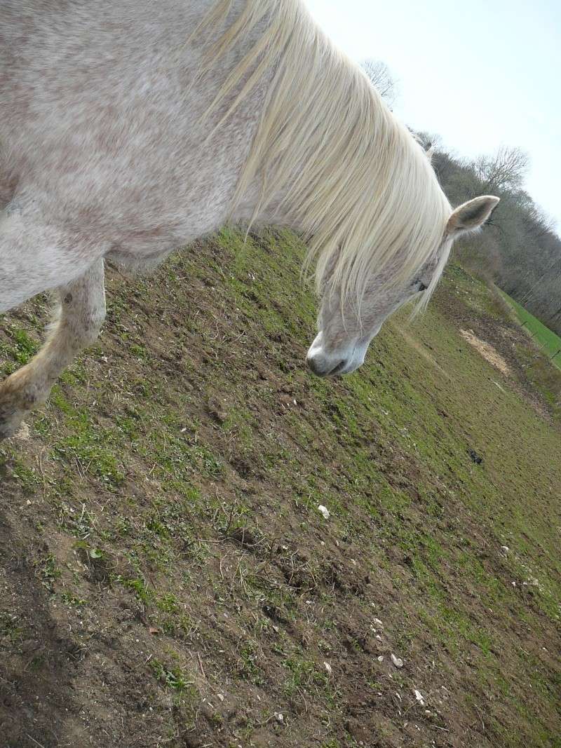 DUCHESSE - OI née en 1991 - accueillie en octobre 2014 chez Pech-Petit Gamine15