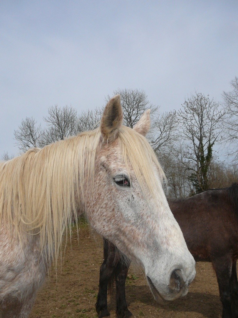 DUCHESSE - OI née en 1991 - accueillie en octobre 2014 chez Pech-Petit Gamine16