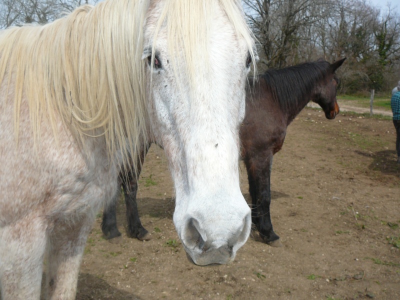 DUCHESSE - OI née en 1991 - accueillie en octobre 2014 chez Pech-Petit Gamine17