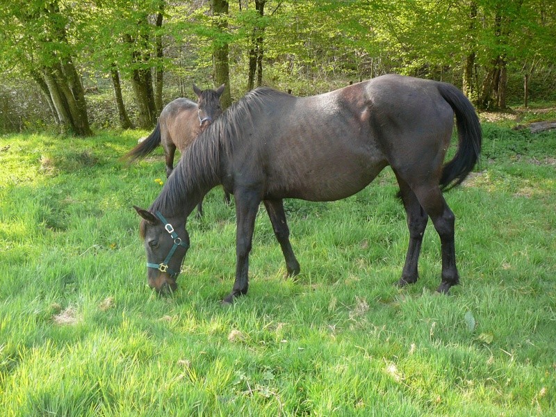 IFATY - PS née en 1995 - adoptée en avril 2014 par Souris25 Gamine28