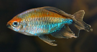 [Fiche poisson] Tétra bleu du Congo Phenac10