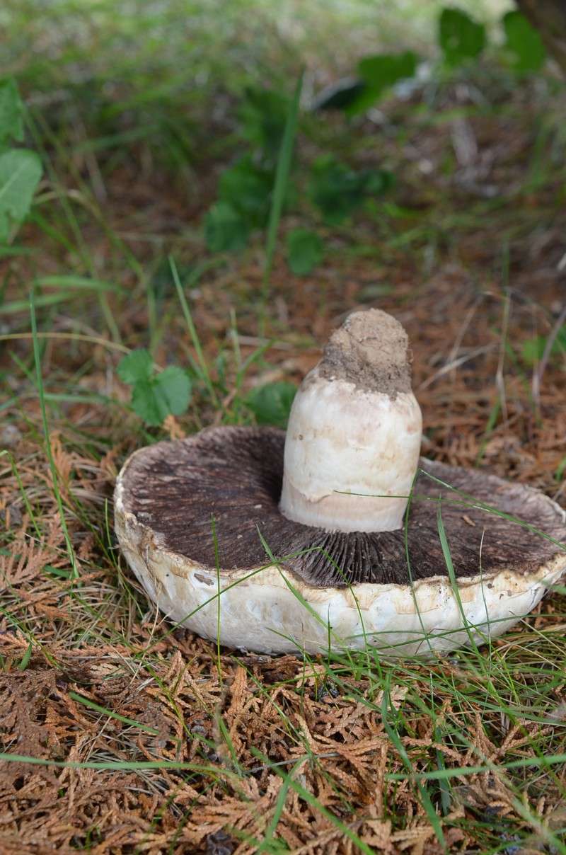 Agaricus bernardii A210