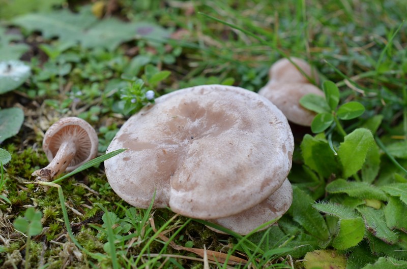 Clitocybe dealbata. C10