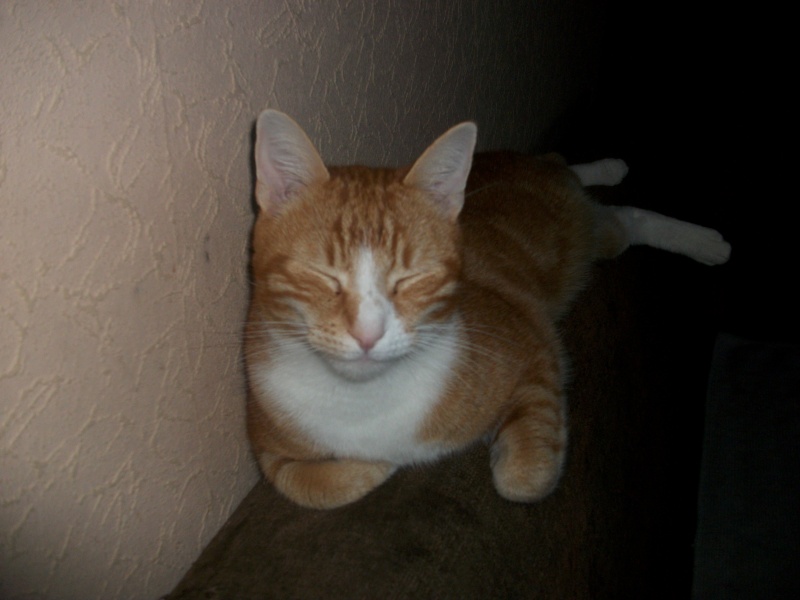 Filou, beau male de 3 ans (réservé par laurie ) Imgp3212