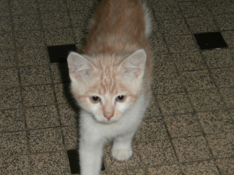 Isko - chaton beige et blanc né le 26 juillet 2013 Pa240310