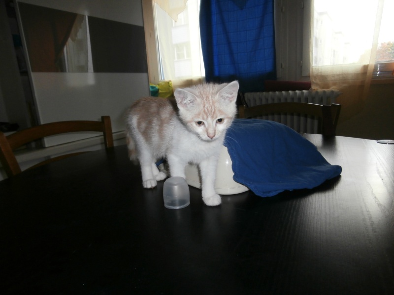 Isko - chaton beige et blanc né le 26 juillet 2013 Pa240411