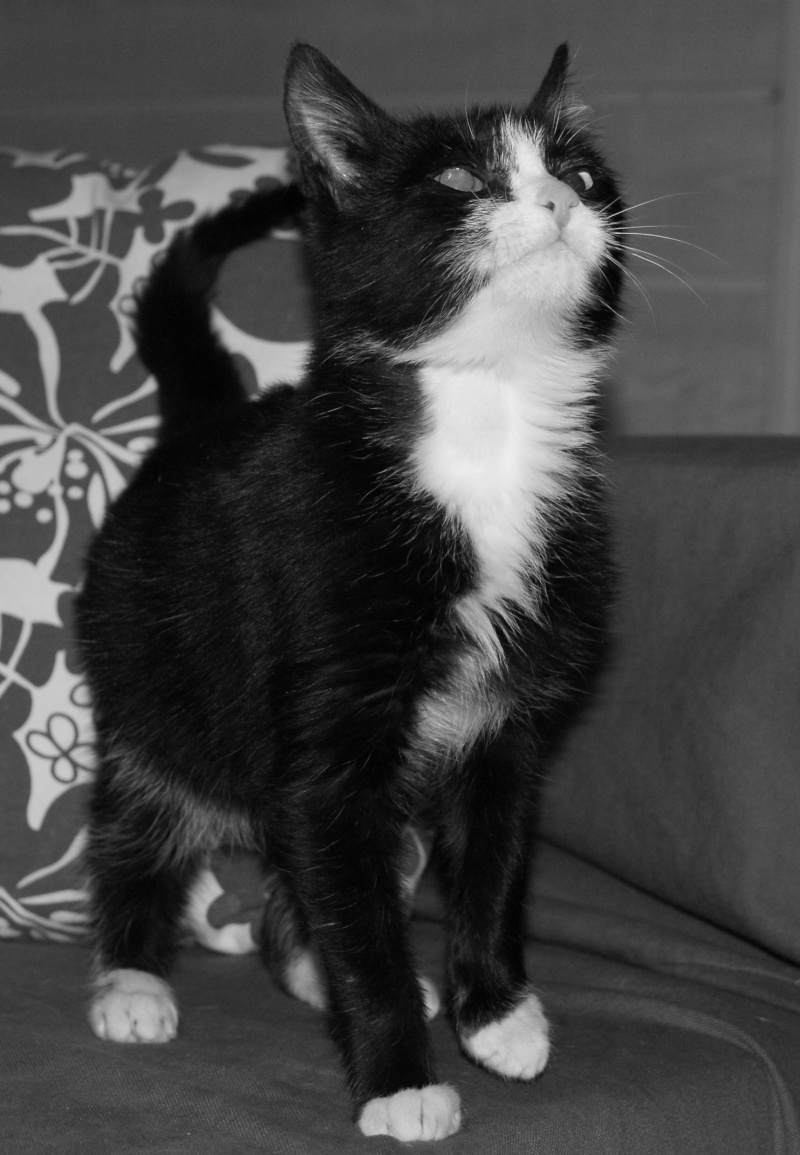 Idefix, chaton mâle noir et blanc né le 20/08/2013 Dsc07814