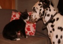 Idefix, chaton mâle noir et blanc né le 20/08/2013 Dsc07813