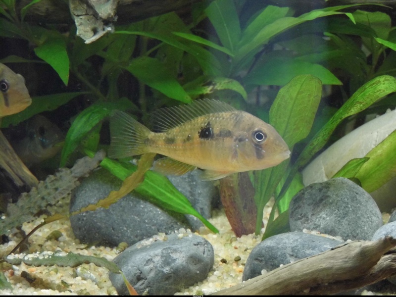 Gymnogeophagus caaguazuensis sauvages P1010210