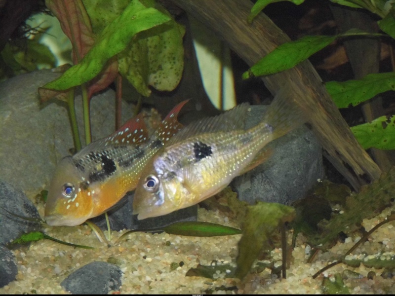 Gymnogeophagus caaguazuensis sauvages P1010214