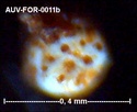 Microfossiles d'Auvers sur Oise Auv-fo21