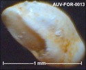 Microfossiles d'Auvers sur Oise Auv-fo23