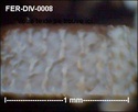 Microfossiles divers de FERCOURT (60) Fer-di17