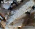 Microfossiles divers de FERCOURT (60) Fer-di33