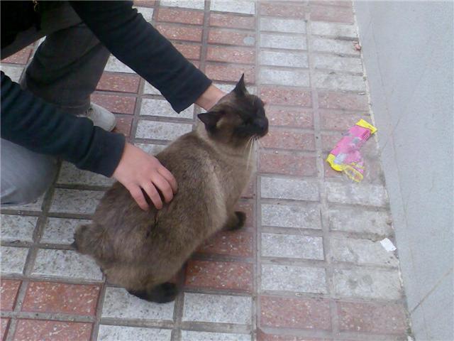 Gatito siamés muy urgente en la calle... Getatt11