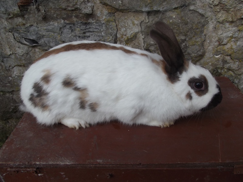 jeune femelle petit papillon chamois (madagascar) Argent10