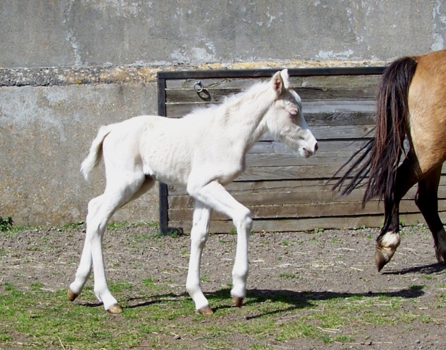 EDEN MOON du Cardinal par Nancy X Qrysto Sponte (par Trevallion Harley ) 100_7810