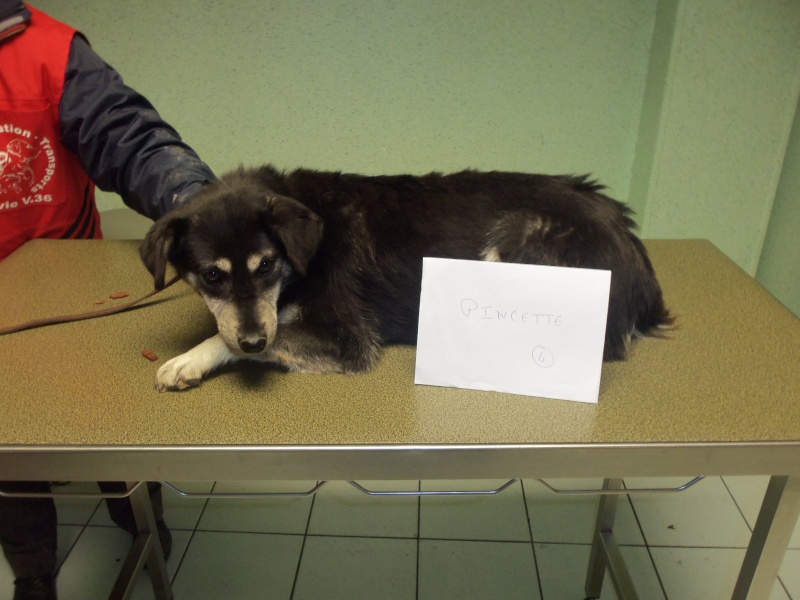 Grande urgence - sos - encore un retrait de 4 chiens - Refuge de Thierville (55)  Pincet10