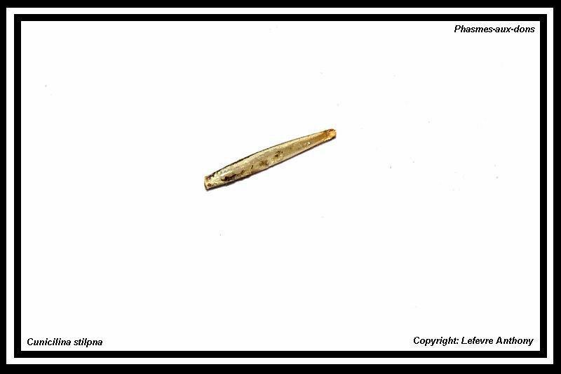 Œufs : Cuniculina stilpna (P.S.G n°226) Oeuf_c12