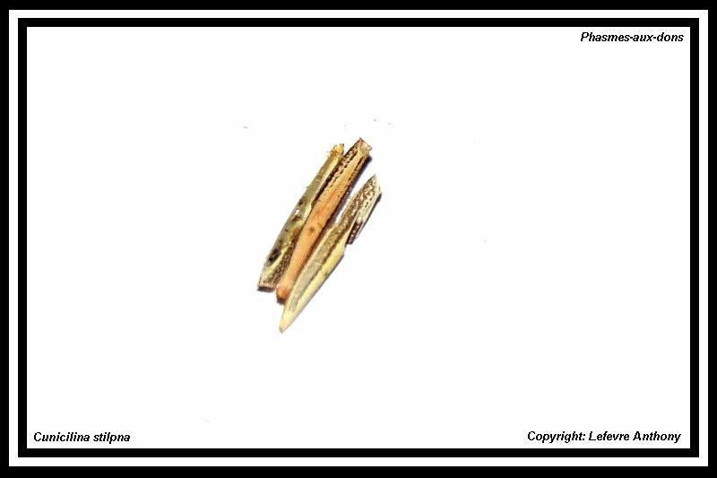 Œufs : Cuniculina stilpna (P.S.G n°226) Oeufs_33