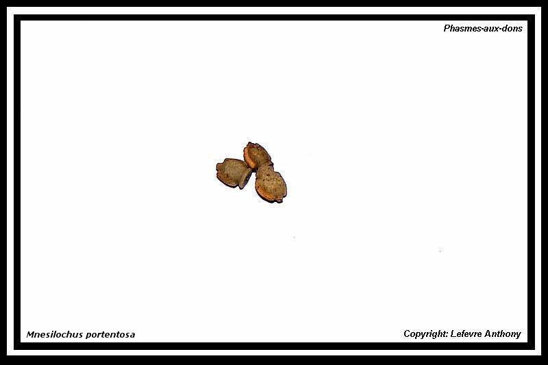 Œufs : Mnesilochus portentosus (P.S.G n° 382) Oeufs_40